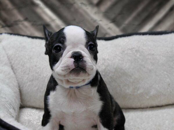 Frenchton-DOG-Female-BLK/WH-23676-Petland Racine, Wisconsin