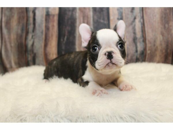 Frenchton-DOG-Male-Black/White-15231-Petland Racine, Wisconsin