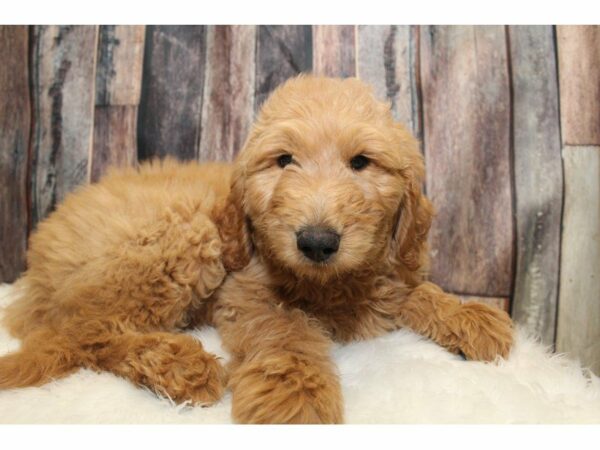 Goldendoodle 2nd Gen-DOG-Female-Apricot-15235-Petland Racine, Wisconsin