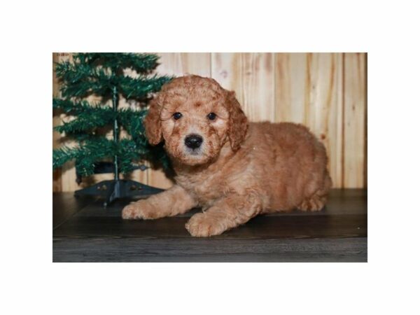 Mini Goldendoodle 2nd Gen-DOG-Male-Red-23695-Petland Racine, Wisconsin