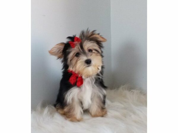 Morkie-DOG-Male-Black / Tan-23718-Petland Racine, Wisconsin
