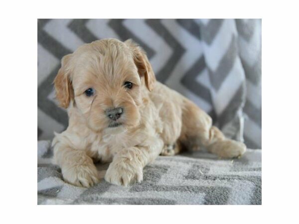 Cock A Poo-DOG-Male-Cream-23709-Petland Racine, Wisconsin