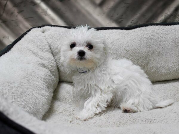 Maltese-DOG-Female-White-23713-Petland Racine, Wisconsin