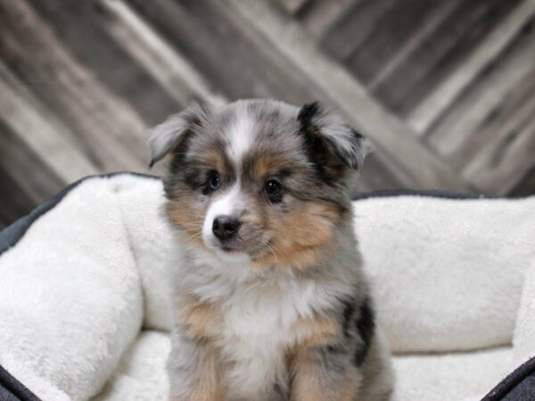 Australian Shepherd-DOG-Female-Blue Merle-23710-Petland Racine, Wisconsin