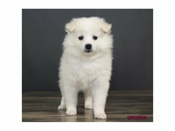 American Eskimo Dog-DOG-Female-White-23746-Petland Racine, Wisconsin