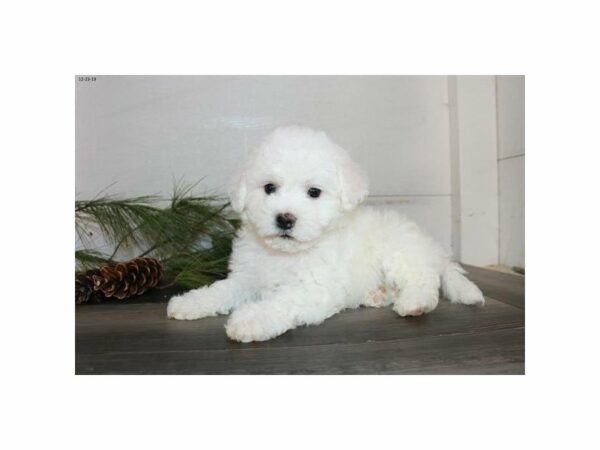 Bichon Frise-DOG-Female-White-23782-Petland Racine, Wisconsin