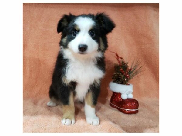 Australian Shepherd-DOG-Female-Black White / Tan-23807-Petland Racine, Wisconsin