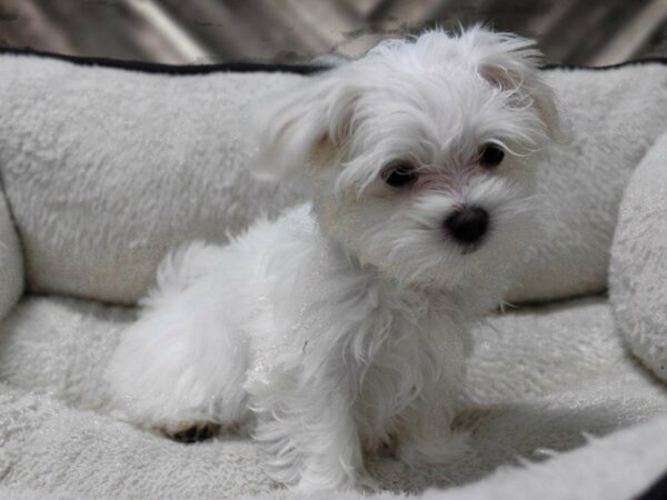 Maltese-DOG-Female-White-23860-Petland Racine, Wisconsin