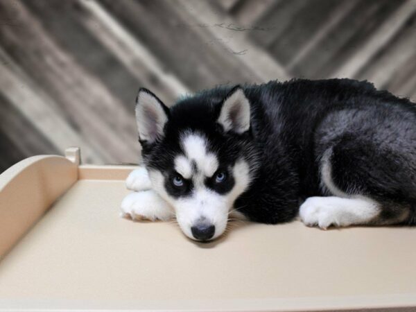 Siberian Husky-DOG-Male-Black / White-23906-Petland Racine, Wisconsin