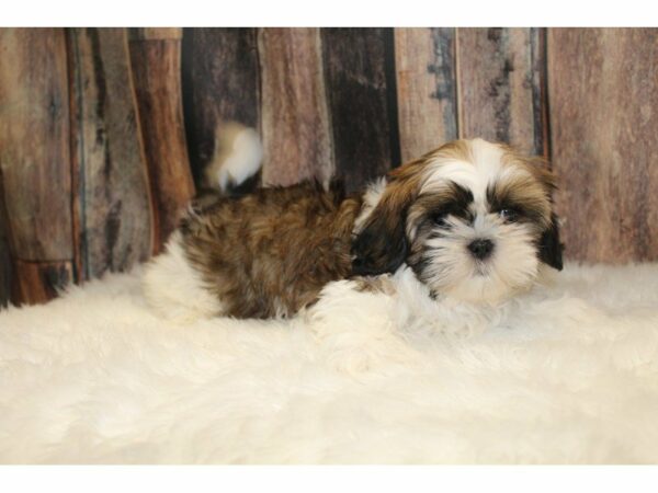 Shih Tzu-DOG-Male-Red/White-15426-Petland Racine, Wisconsin