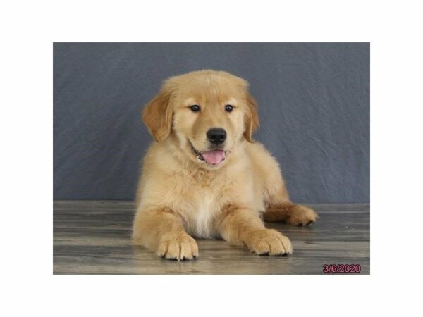 Golden Retriever-DOG-Male-Golden-15441-Petland Racine, Wisconsin