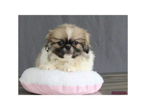 Pekingese-DOG-Male-Sable-24045-Petland Racine, Wisconsin