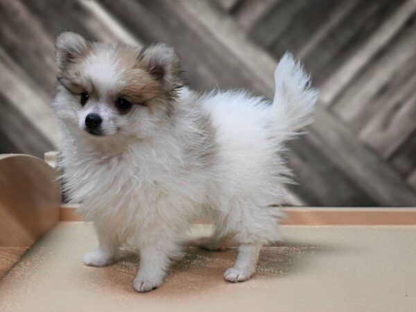 Pomeranian-DOG-Female-Chocolate-24042-Petland Racine, Wisconsin