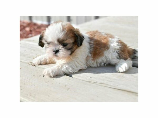 Shih Tzu-DOG-Male-Red / White-15475-Petland Racine, Wisconsin