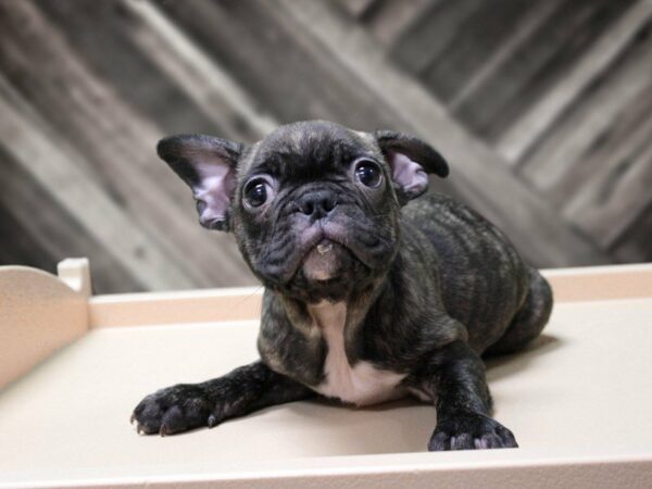 Frenchton-DOG-Male-BRINDLE-24085-Petland Racine, Wisconsin