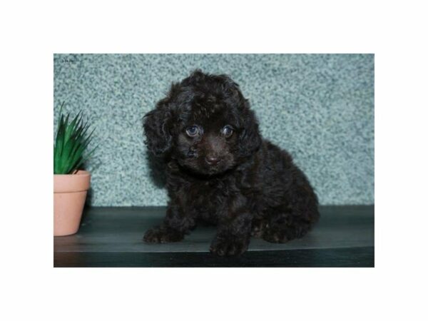 Cock A Poo-DOG-Female-Chocolate-15497-Petland Racine, Wisconsin
