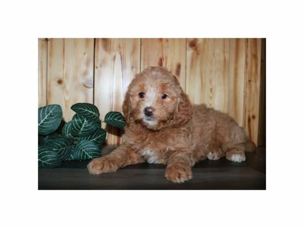 Mini Goldendoodle 2nd Gen-DOG-Female-Red-24095-Petland Racine, Wisconsin