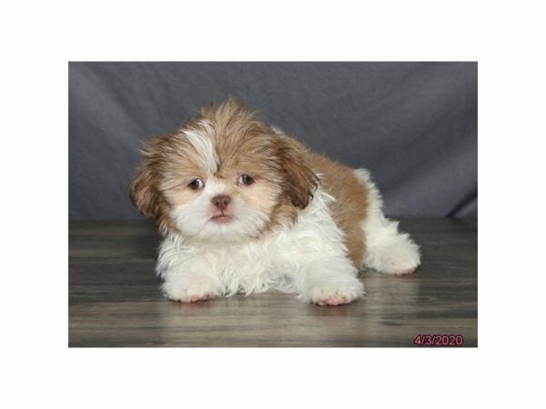 Shih Tzu-DOG-Female-Gold / White-24109-Petland Racine, Wisconsin