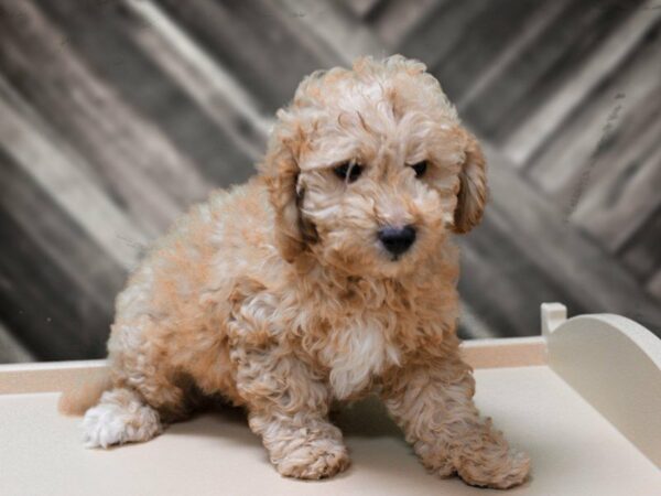 Mini Goldendoodle 2nd Gen-DOG-Male-Apricot-24096-Petland Racine, Wisconsin