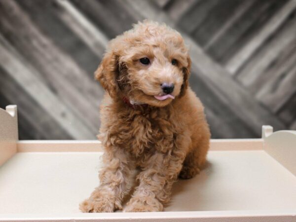 Mini Goldendoodle 2nd Gen-DOG-Female-Red-24097-Petland Racine, Wisconsin