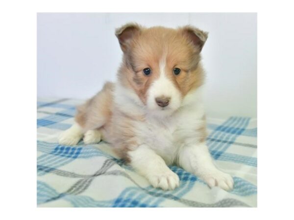 Shetland Sheepdog-DOG-Female-Sable Merle-24256-Petland Racine, Wisconsin
