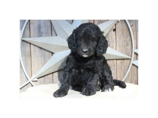 Goldendoodle Mini-DOG-Female-Black / White-15588-Petland Racine, Wisconsin