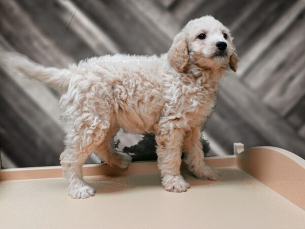 Mini Goldendoodle 2nd Gen-DOG-Female-APCT-24269-Petland Racine, Wisconsin