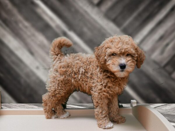 Mini Goldendoodle 2nd Gen-DOG-Female-RED-24291-Petland Racine, Wisconsin