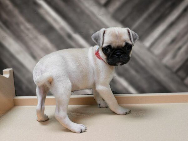 Pug-DOG-Female-Fawn-24277-Petland Racine, Wisconsin