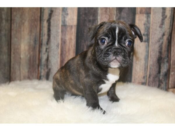 Frenchton-DOG-Male-Brindle-15610-Petland Racine, Wisconsin