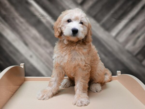 Mini Goldendoodle 2nd Gen-DOG-Male-APCT-24309-Petland Racine, Wisconsin