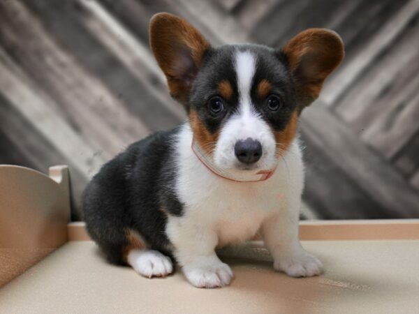 Pembroke Welsh Corgi-DOG-Male-BLUE-24312-Petland Racine, Wisconsin