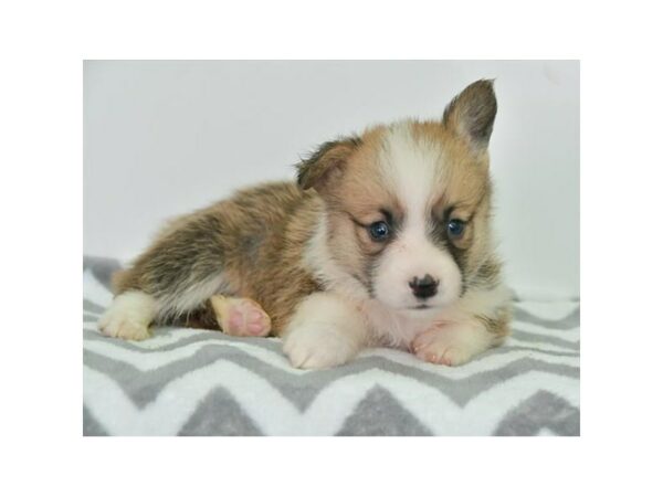 Pembroke Welsh Corgi-DOG-Male-Sable / White-15617-Petland Racine, Wisconsin