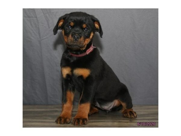 Rottweiler-DOG-Female-Black / Tan-15645-Petland Racine, Wisconsin