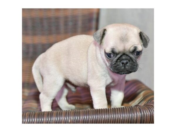 Pug-DOG-Male-Fawn-15643-Petland Racine, Wisconsin