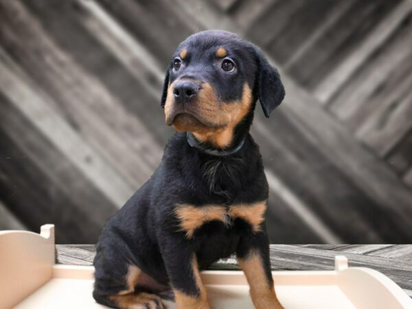 Rottweiler-DOG-Male-BLK/TAN-24372-Petland Racine, Wisconsin