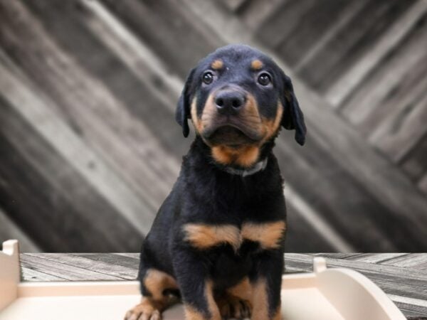 Rottweiler-DOG-Female-BLK/TAN-24373-Petland Racine, Wisconsin