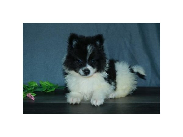Pomeranian-DOG-Male-Black / White-24385-Petland Racine, Wisconsin