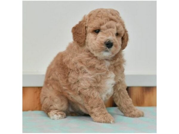 Poodle-DOG-Female-Apricot-15654-Petland Racine, Wisconsin