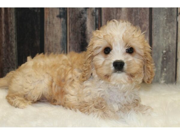 Cavachon-DOG-Male-Brown / White-15660-Petland Racine, Wisconsin