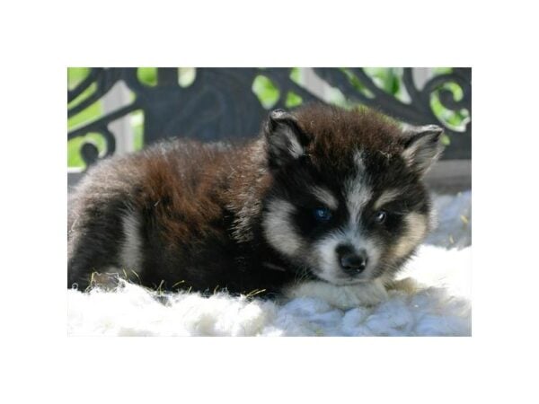 Pomsky-DOG-Male-Black-24436-Petland Racine, Wisconsin