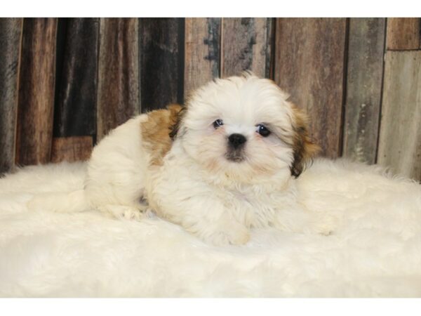 Shih Tzu-DOG-Female-White Black / Brown-15681-Petland Racine, Wisconsin
