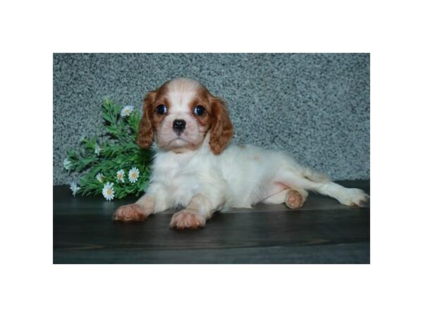 Cavalier King Charles Spaniel-DOG-Female-Blenheim-15703-Petland Racine, Wisconsin