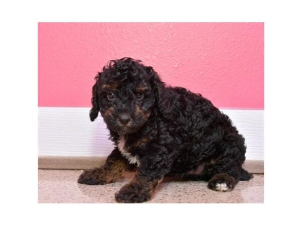 Poodle-DOG-Male-Black-24509-Petland Racine, Wisconsin