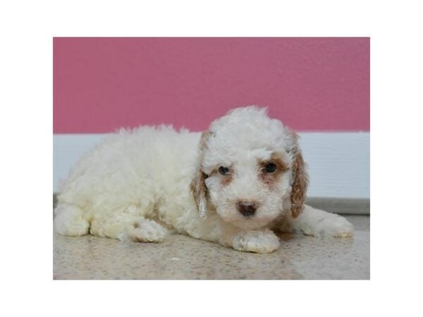 Poodle-DOG-Female-White-15716-Petland Racine, Wisconsin
