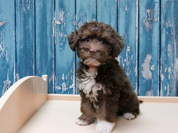 Havanese-DOG-Female-Chocolate-24513-Petland Racine, Wisconsin