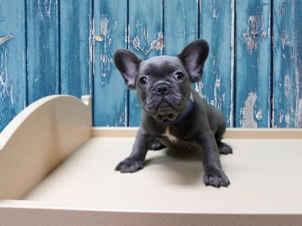 French Bulldog-DOG-Male-BLUE-24545-Petland Racine, Wisconsin
