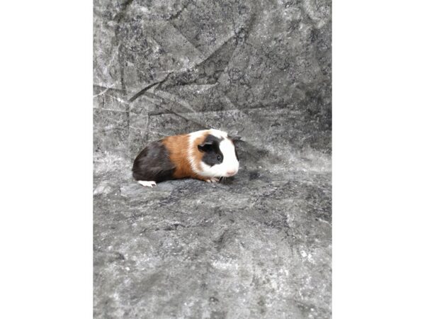 American Guinea Pig-GUINEA PIG-Male--24555-Petland Racine, Wisconsin