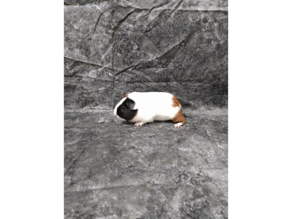 American Guinea Pig-GUINEA PIG-Female--24559-Petland Racine, Wisconsin