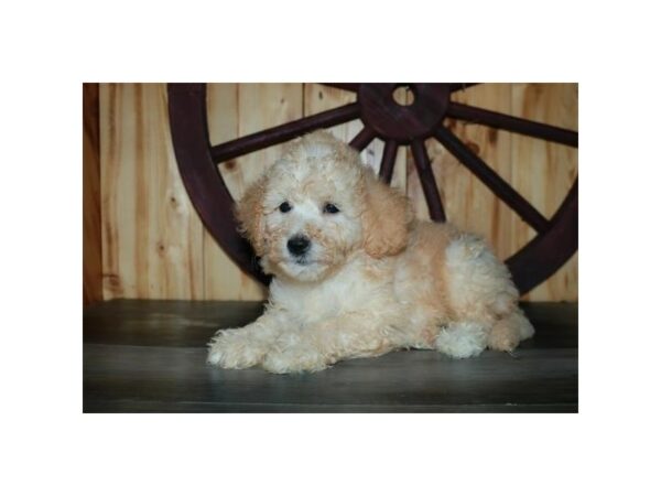 Goldendoodle Mini 2nd Gen-DOG-Male-Buff-15741-Petland Racine, Wisconsin